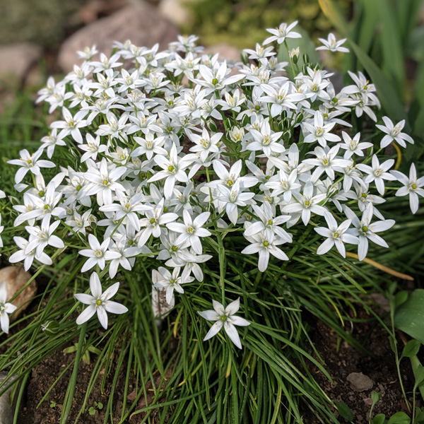 Star Of Bethlehem Star Of Bethlehem