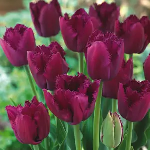 Tulip Curly Sue Tulip Curly Sue
