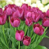 Tulip Curly Sue Tulip Curly Sue