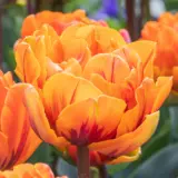 Tulip Orange Princess Tulip Orange Princess