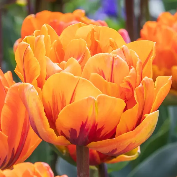 Tulip Orange Princess Tulip Orange Princess