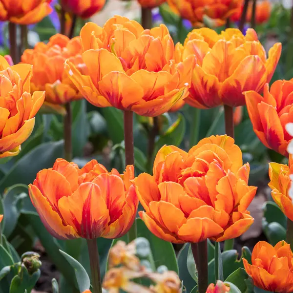 Tulip Orange Princess Tulip Orange Princess