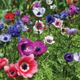 Planting Stock Anemone Mixed Planting Stock Anemone Mixed