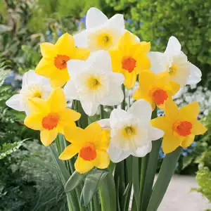 Daffodil Fortune & Ice Follies Blend Daffodil Fortune & Ice Follies Blend