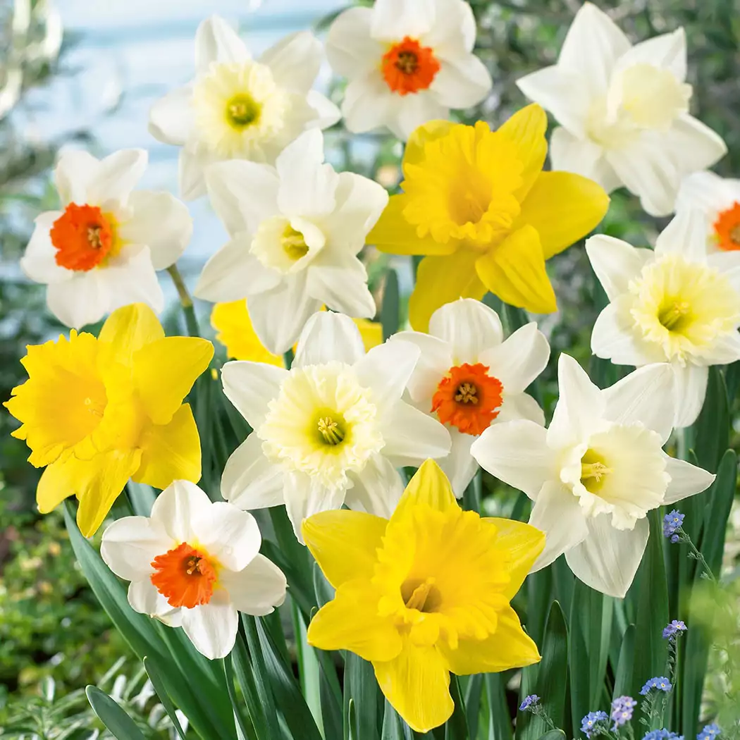 Daffodil Premium Mixed Daffodil Premium Mixed