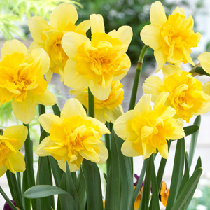 Daffodil Safina Daffodil Safina
