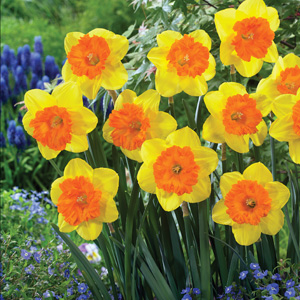 Daffodil Sunlover Daffodil Sunlover