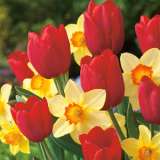 Daffodil & Tulip Blend Daffodil & Tulip Blend