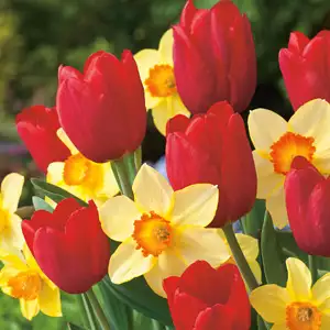 Daffodil & Tulip Blend