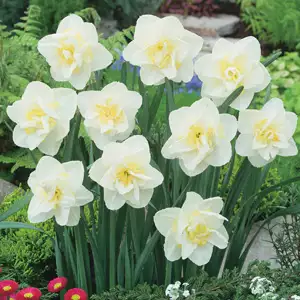 Daffodil White Lion Daffodil White Lion