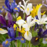Box Of Bulbs Dutch Iris Mixed Box Of Bulbs Dutch Iris Mixed