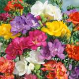 Freesia Double Mixed