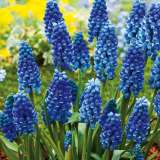Grape Hyacinth Blue 50pk Grape Hyacinth Blue 50pk