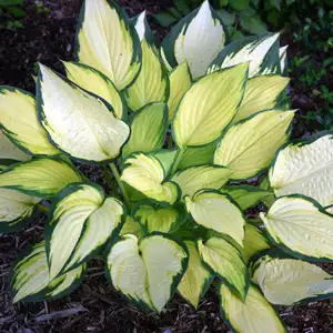 Hosta Orange Marmalade Hosta Orange Marmalade