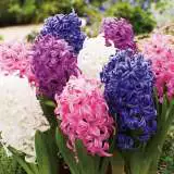 Hyacinth Mixed Pkhyamxd - Garden Express Australia