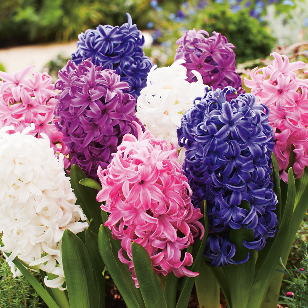 Hyacinth Mixed 5 Pack Hyacinth Mixed 5 Pack