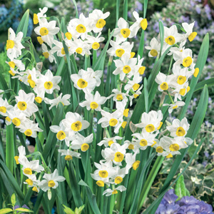 Jonquil Chinese Sacred Lily Jonquil Chinese Sacred Lily