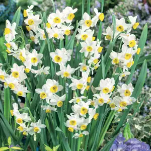Jonquil Chinese Sacred Lily Jonquil Chinese Sacred Lily