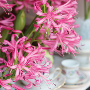 Nerine Pink Nerine Pink