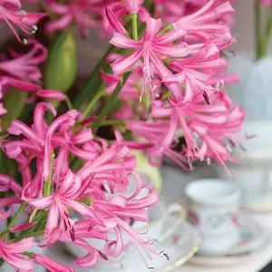 Nerine Pink Nerine Pink