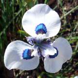 Peacock Iris Pkpeairi - Garden Express Australia