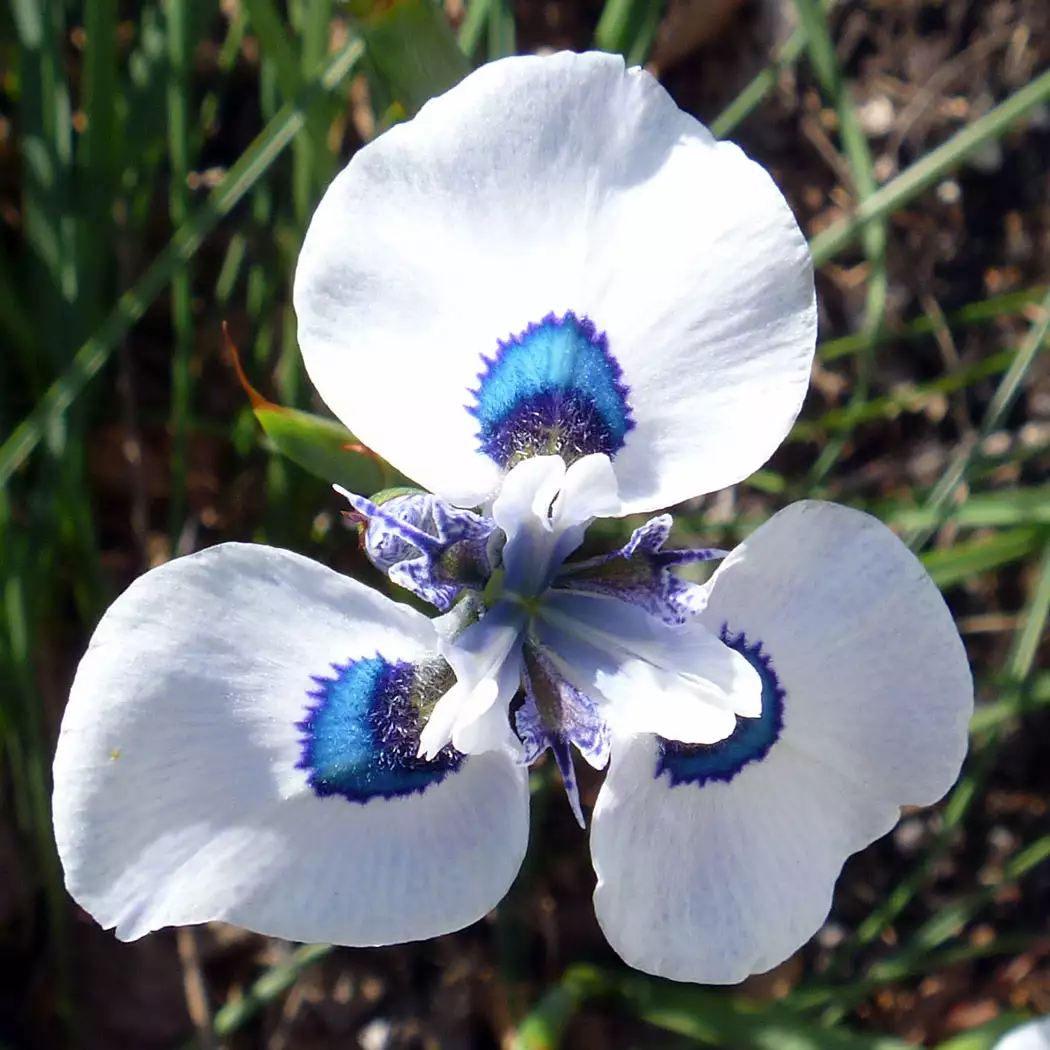 Peacock Iris Peacock Iris