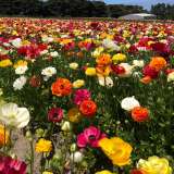 Planting Stock Ranunculi Mixed Planting Stock Ranunculi Mixed