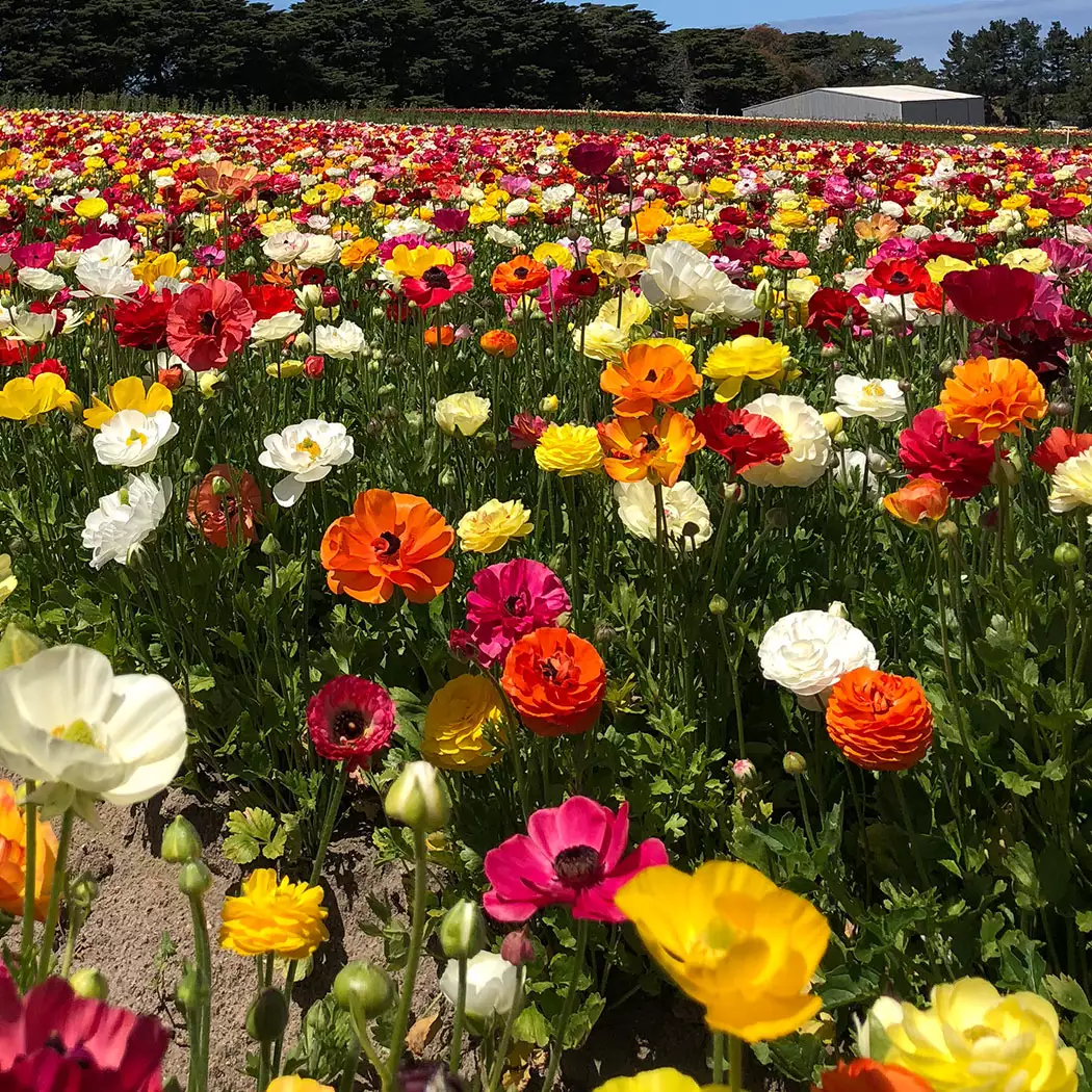 Planting Stock Ranunculi Mixed Planting Stock Ranunculi Mixed