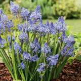 Scilla Litardierei Pkscilit - Garden Express Australia