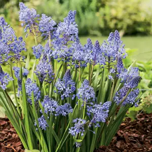 Scilla Litardierei Scilla Litardierei