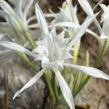 Sea Daffodil Pkseadaf - Garden Express Australia