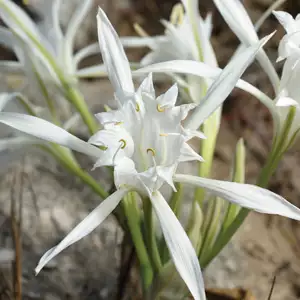 Sea Daffodil Sea Daffodil