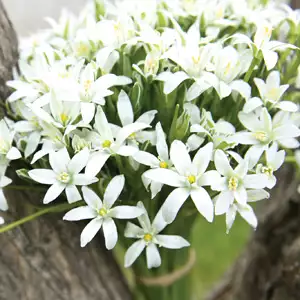 Star Of Bethlehem