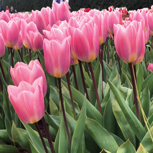 Tulip Light And Dreamy Tulip Light And Dreamy