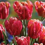 Tulip Parrot Collection Tulip Parrot Collection