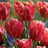Tulip Parrot Collection Tulip Parrot Collection