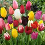 Tulip Mixed Pktulmxd - Garden Express Australia