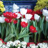Tulip Red & White Blend Tulip Red & White Blend