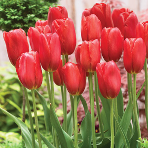 Tulip Sky High Scarlet Tulip Sky High Scarlet