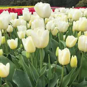 Tulip Snowboard