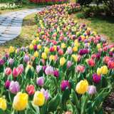 Tulip Triumph Mixed Pktultmx 2019 - Garden Express Australia