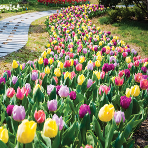 Tulip Triumph Mixed Tulip Triumph Mixed