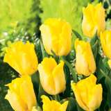 Tulip Yellow Sun