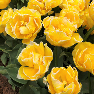 Tulip Vedi Napoli Tulip Vedi Napoli