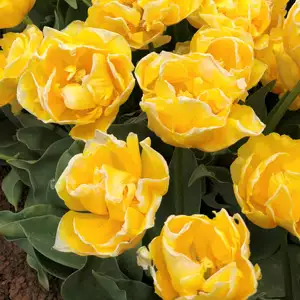 Tulip Vedi Napoli Tulip Vedi Napoli