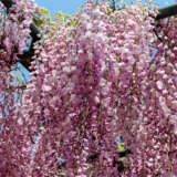 Wisteria Rosea – Pink Japanese Wisteria Rosea – Pink Japanese