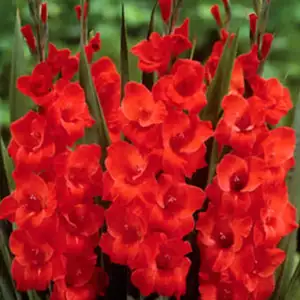 Gladioli Cartago