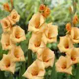 Mifgs Preorder Gladioli Flevobeach - Garden Express Australia
