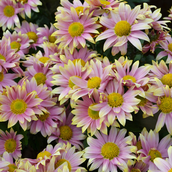 Pot Mum Chrysanthemum- Bebop Rose Bicolour Pot Mum Chrysanthemum- Bebop Rose Bicolour