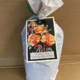 Rose Oranges And Lemons (Pbr) Rose Oranges And Lemons (Pbr)